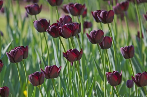 Tulipani